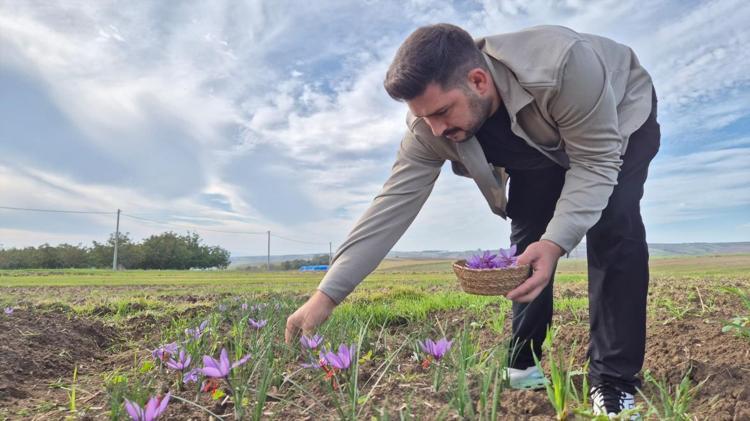 Tekirdağda topraktan servet çıkıyor Kilosu 600 TL: Tek tek elle toplanıyor