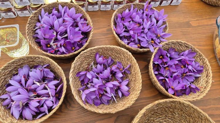 Tekirdağda topraktan servet çıkıyor Kilosu 600 TL: Tek tek elle toplanıyor