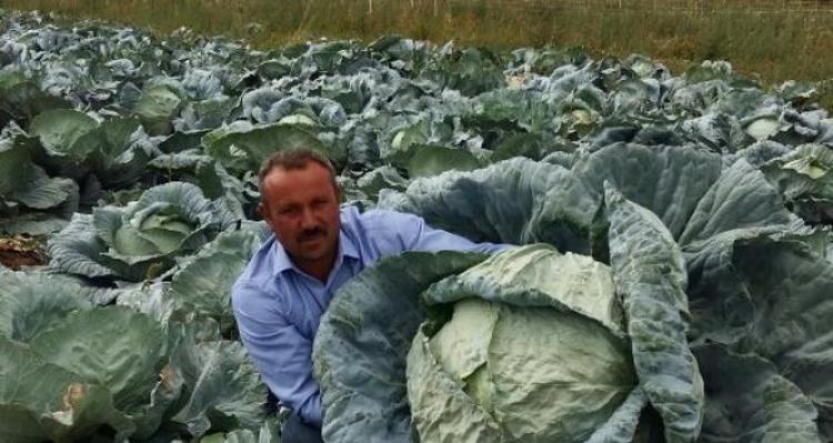 Lahana pişerken neden kötü kokar