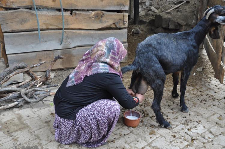Günlerce bozulmayan doğal lezzet Ne inek ne koyun en faydalısı buymuş: Kemikleri beton gibi yapıyor