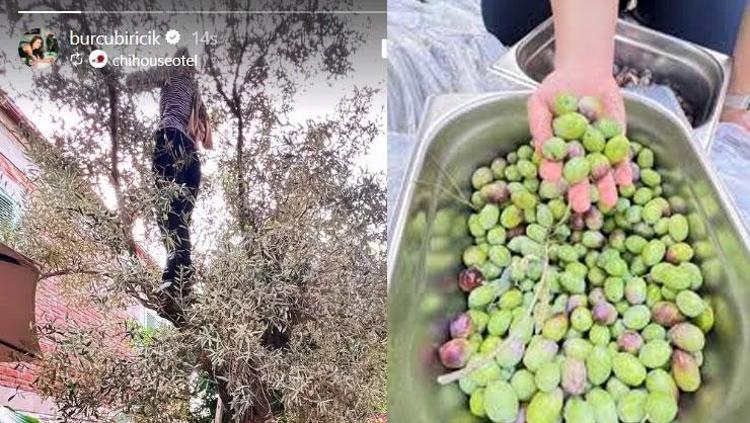 Güzel oyuncu ağaç tepelerinde Burcu Biricik zeytin topladı