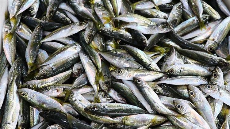 Kilosu 40 TLye kadar düştü Kolesterolün kökünü kazıyıp kemikleri betona çeviriyor
