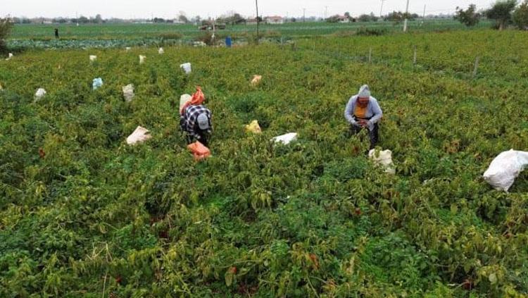 Samsunda ağlaya ağlaya hasat ediliyor Kilosu 15 TL: 70 derdin şifası