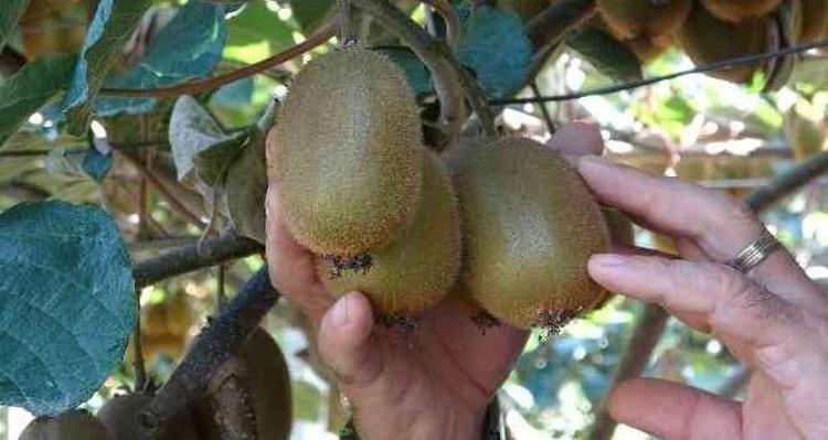 Kilosu 70 TLden torba torba satılıyor Erkenden yaşlanmayı engelleyip kırışıkları ütü gibi açıyor, damarları anında genişletiyor