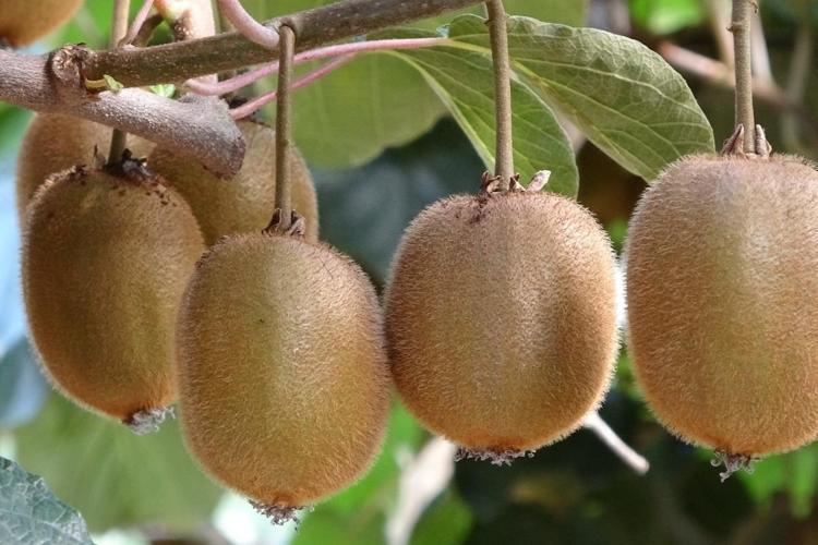 Kilosu 70 TLden torba torba satılıyor Erkenden yaşlanmayı engelleyip kırışıkları ütü gibi açıyor, damarları anında genişletiyor