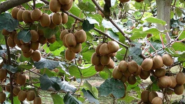 Kilosu 70 TLden torba torba satılıyor Erkenden yaşlanmayı engelleyip kırışıkları ütü gibi açıyor, damarları anında genişletiyor