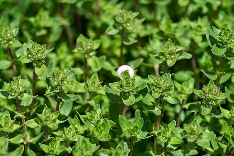 ANTİBAKTERİYEL VE ANTİVİRAL ETKİLER SUNAR