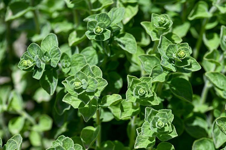 BAĞIŞIKLIK SİSTEMİNİ GÜÇLENDİRİR