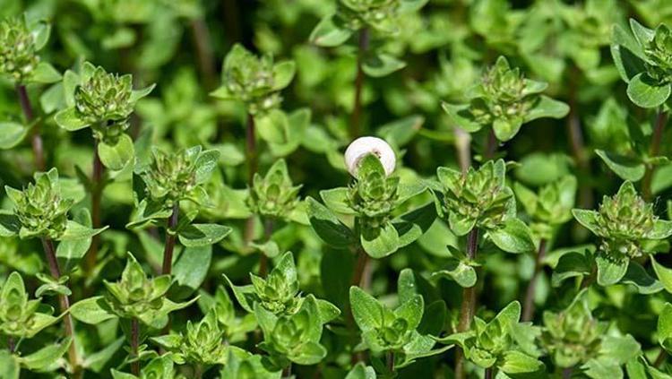 Dağlarda kendi kendine yetişiyor Limon ve sarımsaktan 30 kat daha etkili: Öksürük, balgam ve boğaz mikroplarının kökünü kurutuyor