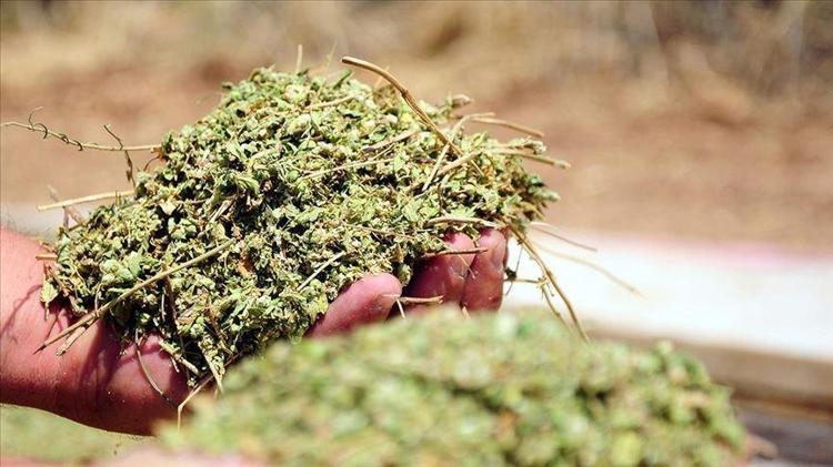 SİNDİRİMİ KOLAYLAŞTIRIP GAZ GİDERİCİ ETKİ GÖSTERİR