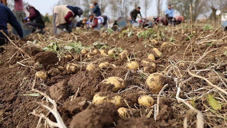 Sivasta senenin son hasadı başladı Tarlada kilosu 12 TL: Sindirim sorunlarını geçirip kemikleri betona çeviriyor