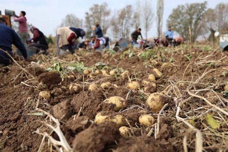 Sivasta senenin son hasadı başladı Tarlada kilosu 12 TL: Sindirim sorunlarını geçirip kemikleri betona çeviriyor