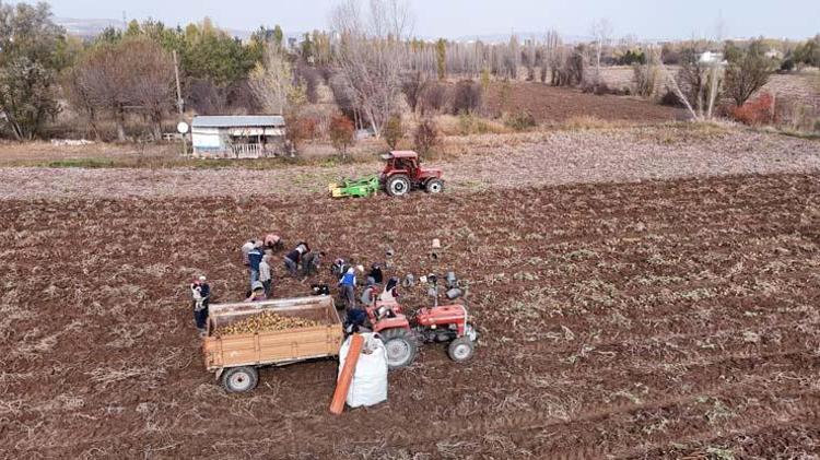 Sivasta senenin son hasadı başladı Tarlada kilosu 12 TL: Sindirim sorunlarını geçirip kemikleri betona çeviriyor