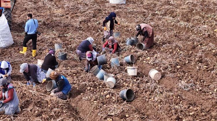 Sivasta senenin son hasadı başladı Tarlada kilosu 12 TL: Sindirim sorunlarını geçirip kemikleri betona çeviriyor