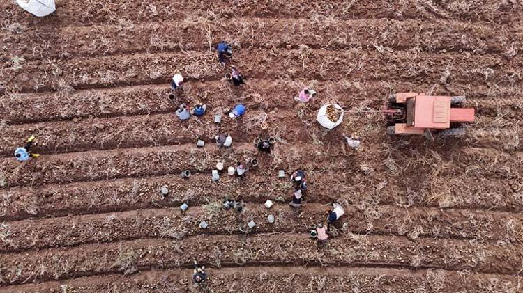 Sivasta senenin son hasadı başladı Tarlada kilosu 12 TL: Sindirim sorunlarını geçirip kemikleri betona çeviriyor