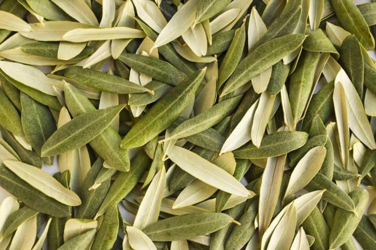 ZEYTİN DALI VE YAPRAĞI