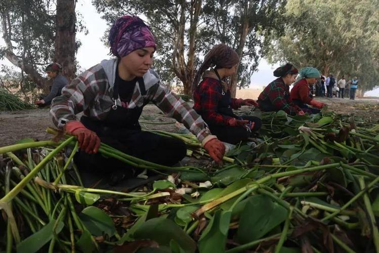 Göl yüzeyinden toplandı, kadınların ellerinde sanat eserine dönüştü Depremzedelerden ilham veren dönüşüm