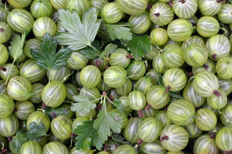 Portakaldan 20 kat daha fazla C vitamini içeriyor Süper besinler listesinde yer alıyor