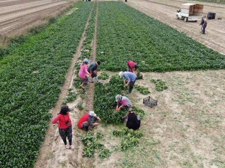 Tarlada kilosu 6 TL ama pazarda 40a satılıyor Kış aylarının favori sebzesi: Demir değerlerine zirve yaptırıp kemikleri betona çeviriyor