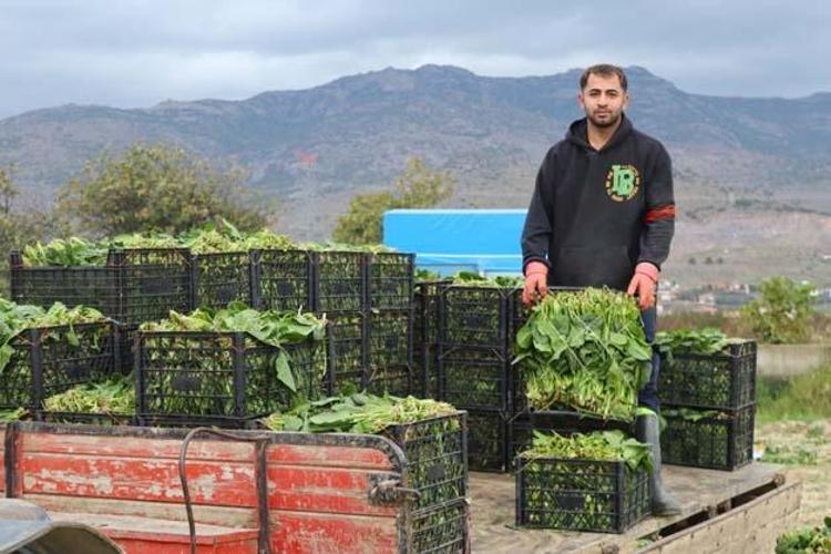 Tarlada kilosu 6 TL ama pazarda 40a satılıyor Kış aylarının favori sebzesi: Demir değerlerine zirve yaptırıp kemikleri betona çeviriyor