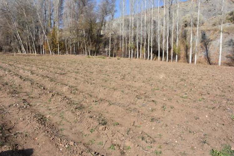 Arayanlara çare olmak için üretti Eşinin hastalık sürecinde bulamadığı bitkiyi yetiştirmeye başladı, şifa dağıtıyor