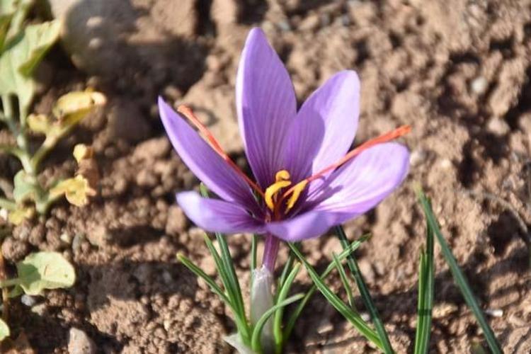 Arayanlara çare olmak için üretti Eşinin hastalık sürecinde bulamadığı bitkiyi yetiştirmeye başladı, şifa dağıtıyor
