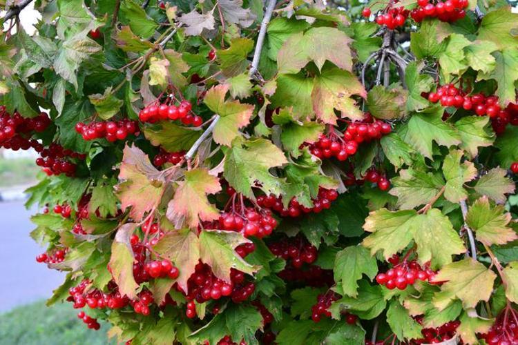 KARDİYOLOGLARIN YENİ İLGİ ALANI: GİLABURU