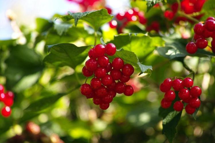 AVRUPA İLAÇ ENDÜSTRİSİ GÖZÜNÜ ANADOLU’YA ÇEVİRDİ