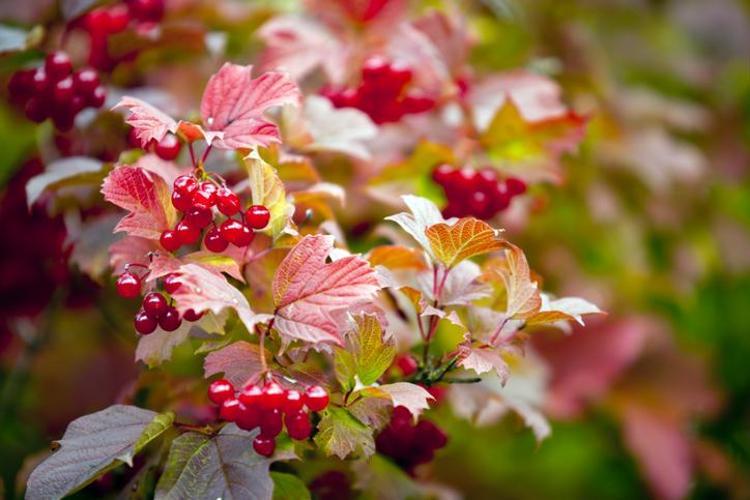 Kalbin şifası Kayseri’den çıkıyor Bilim insanları açıkladı: Bu meyvedeki bileşikler damar yaşlanmasını yavaşlatabilir