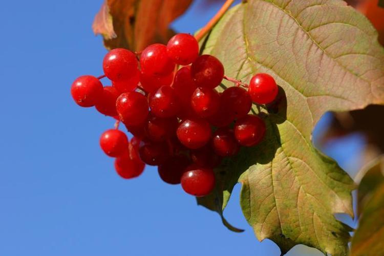 Kalbin şifası Kayseri’den çıkıyor Bilim insanları açıkladı: Bu meyvedeki bileşikler damar yaşlanmasını yavaşlatabilir