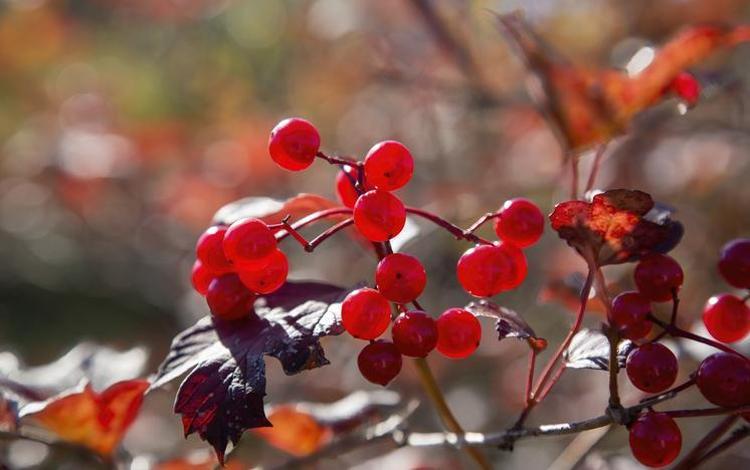DÜNYAYA AÇILAN ANADOLU MEYVESİ