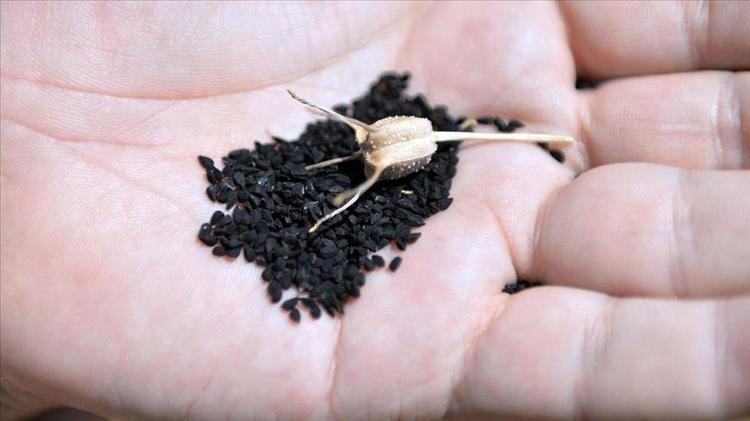 Karaciğeri tertemiz yapan köy mucizesi Sadece 1 kaşığı toksinleri siliyor