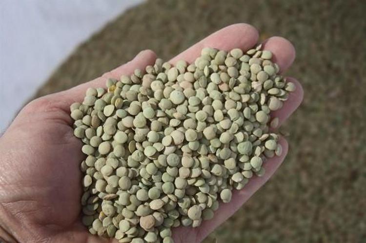 CİLT VE SAÇ SAĞLIĞINA KATKI SAĞLIYOR