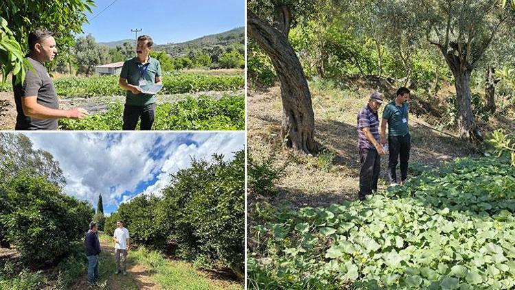 Bodrumda hasadı başladı Hem doğanın armağanı hem kültürel miras