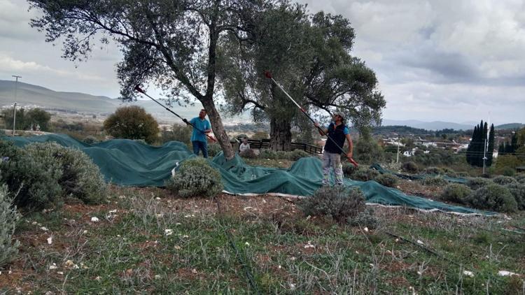 Bodrumda hasadı başladı Hem doğanın armağanı hem kültürel miras