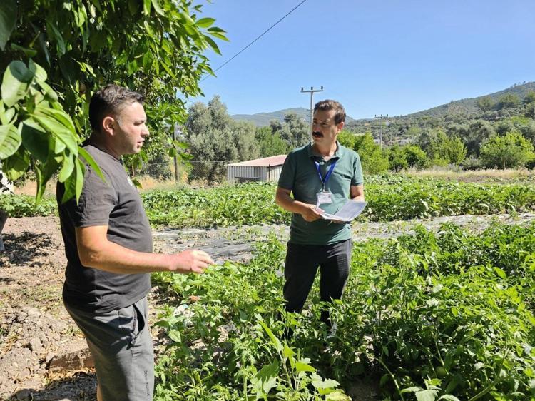 Bodrumda hasadı başladı Hem doğanın armağanı hem kültürel miras