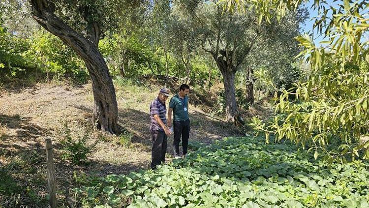 Bodrumda hasadı başladı Hem doğanın armağanı hem kültürel miras