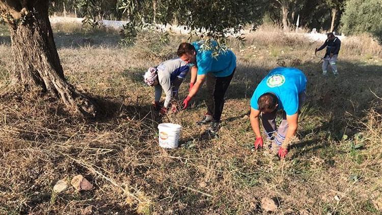 Bodrumda hasadı başladı Hem doğanın armağanı hem kültürel miras