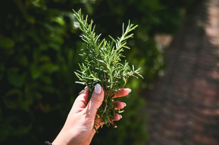 Saç toniğini evde hazırlayın Kepeği doğal yolla bitiriyor