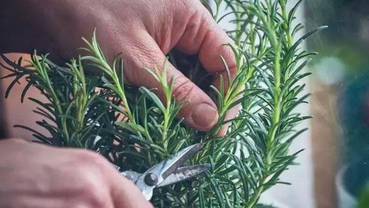 Saç toniğini evde hazırlayın Kepeği doğal yolla bitiriyor