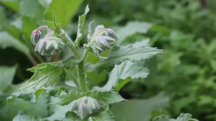 KISA MEVSİMİ YÜZÜNDEN PAZAR ÖMRÜ DE KISA