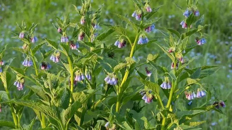 Doğada kendi kendine yetişiyor, kilosu 350 TL Bilinen en güçlü antioksidan, pişirip kaşık kaşık yiyin