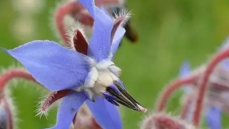 Doğada kendi kendine yetişiyor, kilosu 350 TL Bilinen en güçlü antioksidan, pişirip kaşık kaşık yiyin