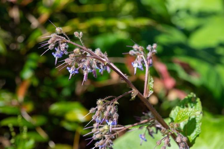 Doğada kendi kendine yetişiyor, kilosu 350 TL Bilinen en güçlü antioksidan, pişirip kaşık kaşık yiyin