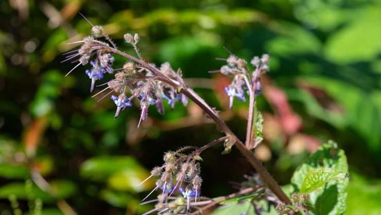 Doğada kendi kendine yetişiyor, kilosu 350 TL Bilinen en güçlü antioksidan, pişirip kaşık kaşık yiyin