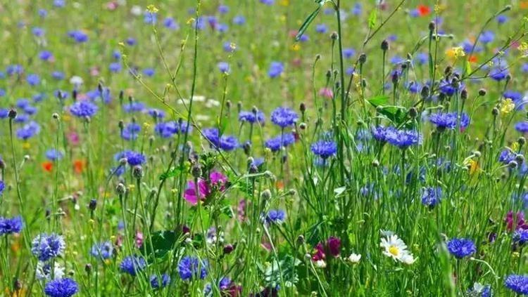 Doğada kendi kendine yetişiyor, kilosu 350 TL Bilinen en güçlü antioksidan, pişirip kaşık kaşık yiyin