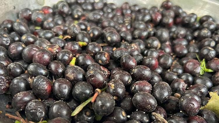 Litresi bin liradan alıcı buluyor Hatayın verimli topraklarında yetişen ağaçlardan elde ediliyor