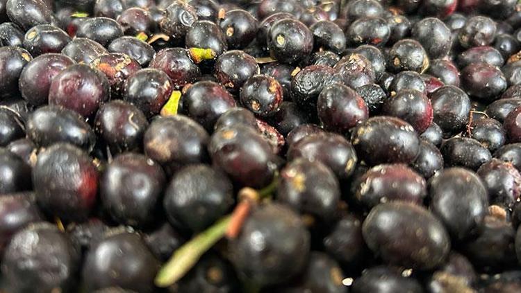 Litresi bin liradan alıcı buluyor Hatayın verimli topraklarında yetişen ağaçlardan elde ediliyor