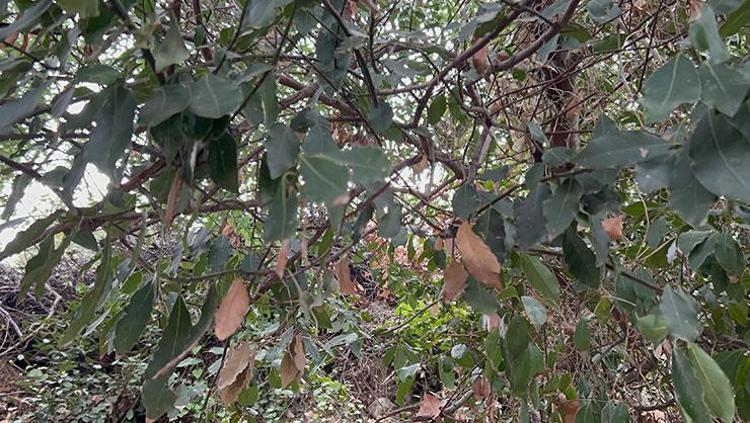 Litresi bin liradan alıcı buluyor Hatayın verimli topraklarında yetişen ağaçlardan elde ediliyor