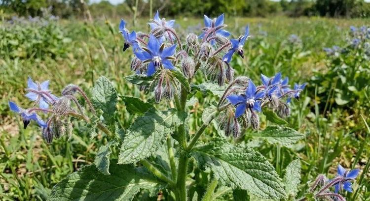 Karadeniz’in gizli lezzeti yeniden gündemde: Tek tek toplanan hodan ...